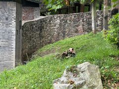 -都江堰中华大熊猫苑