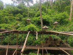 -西双版纳原始森林公园