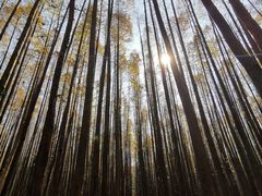 -山王坪喀斯特国家生态公园