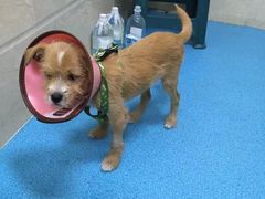 -仁华宠物医院(青羊店)