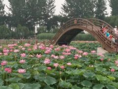 -白洋淀景区