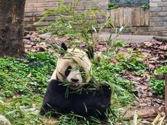 -都江堰中华大熊猫苑