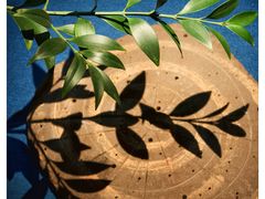 -扫雪煮茶(西村店)