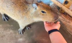 -Zoolung Zoolung动物主题公园(海信广场店)