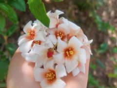 -舒家湾天主教堂