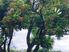 -荔枝公园(福田区)