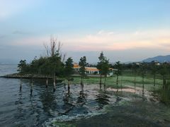 -才村湿地公园