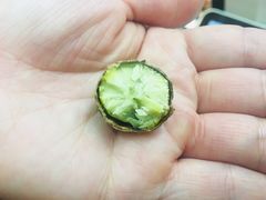 -金栗王(清扬路店)