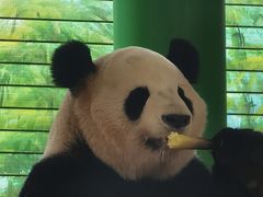 -灵玲国际马戏城