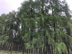 -硗碛藏寨·神木垒景区