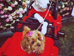 -百好乐宠物友好餐厅(朝外大街店)