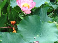 -荷花公园