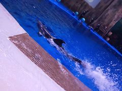 -华夏文旅海洋公园