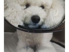 -芭比堂动物医院·24小时·眼科中心(深圳中心)