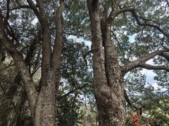 -石台牯牛降景区