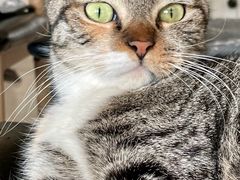 -平行世界·猫咖(首经贸店)