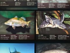 -上海海洋水族馆