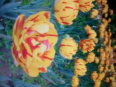 android_upload_pic-洛阳郁金香牡丹园