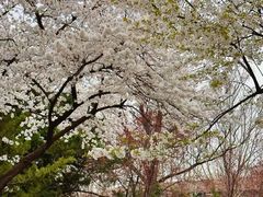 -山东大学(洪家楼校区)