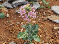 -老五鸡丝豆花面粉(瑞金北路68号院店)