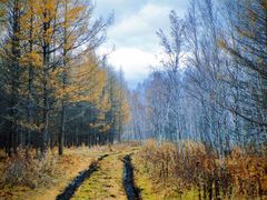 -乌兰布统景区-白桦林