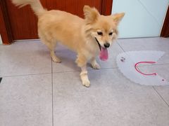 -全心全意连锁动物医院·特色中医诊疗(会城门分院)