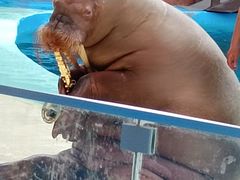 -海合安青岛极地海洋公园