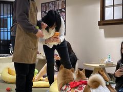 -逗柴咖啡屋·狗咖猫咖宠物桌游