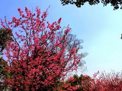 -顾村公园