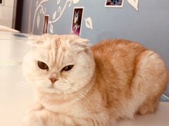 -喵的天空名猫咖啡馆·撸猫·猫舍·用品