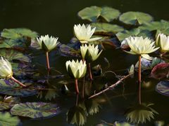 -国家植物园南园