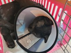 -派特宠物医院(圆融广场店)