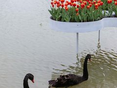 -荷兰花海