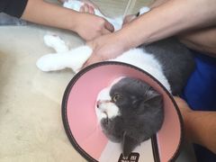-芭比堂宠物医院·全科爱猫医院·仁德分院