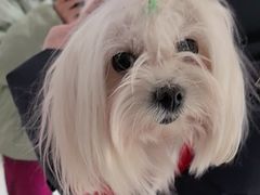 -瑞派福兴宠物医院犬猫全科·骨科·中西医结合(河东店)