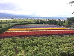 -富田农场