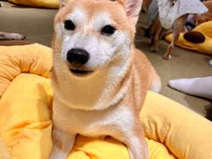 -逗柴咖啡屋·狗咖猫咖宠物桌游