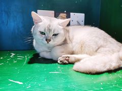 -猫儿山۰猫主题餐厅