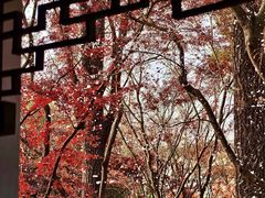 -秋霞圃
