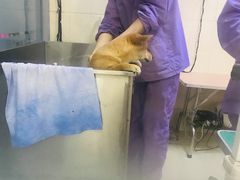 -全心全意连锁动物医院·微创中心·内科急重症·心脏专科(丰管路店)