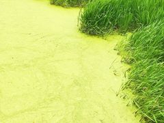 -泸沽湖国家级风景名胜区走婚桥