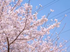 -西北湖绿化广场