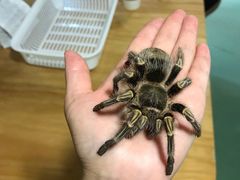 -藦茜花园宠物主题亲子互动体验馆(国顺东路店)