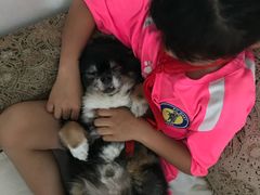 -喜多萌中农锦绣动物医院24H·猫科·牙科MRI·CT