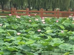 -白洋淀景区