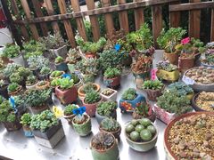 -金陵花卉交易市场