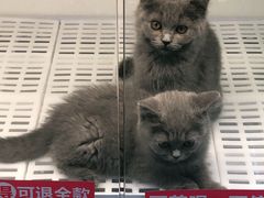 -lincat·猫舍(广州店)