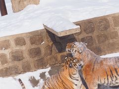 -横道河子东北虎林园