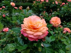 -人民公园(罗湖区)