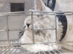 -爱宠有家宠物医院(彩虹桥总店)